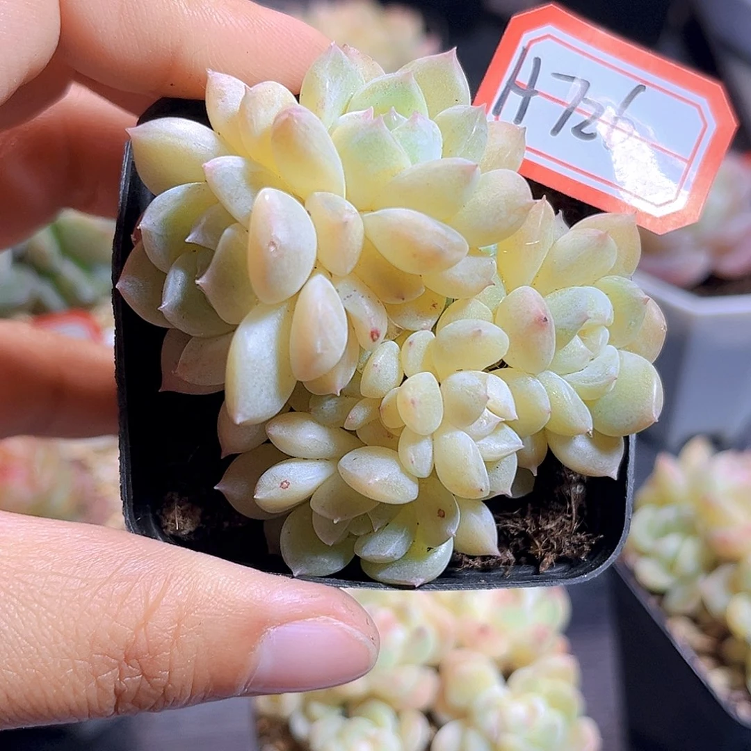 H726  扶摇珍妮 满18包邮