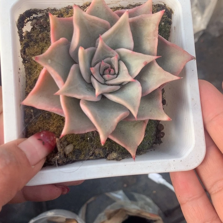 红饺子皮大   （不满9.99发空盆需要拍保温不拍扣1颗多肉）