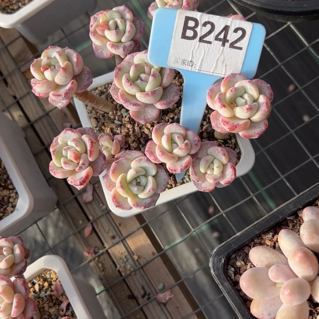 麻**将b242多肉植物啊啊啊