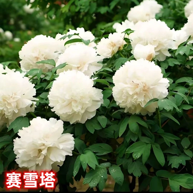 【赛雪塔】牡丹花树苗 基地直发  现挖现发