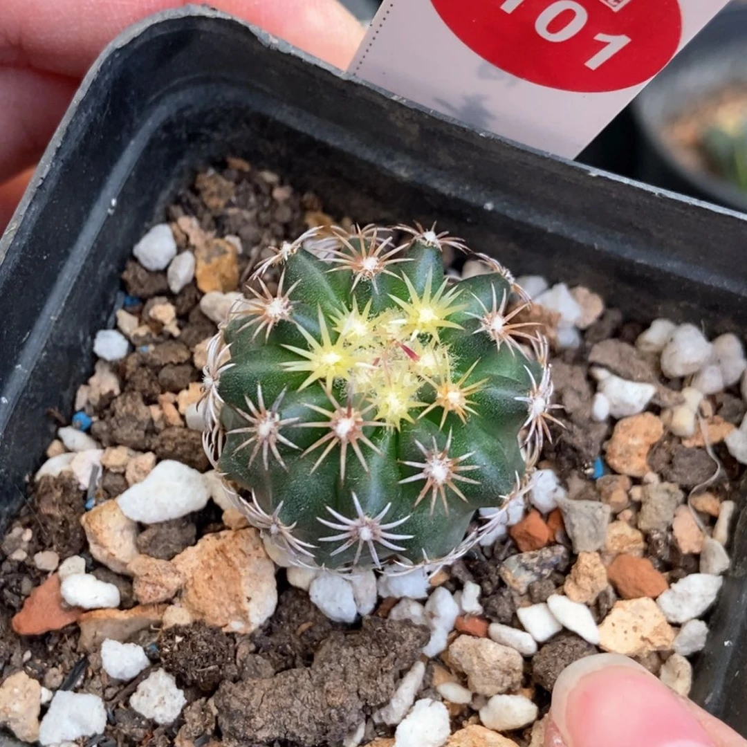 实生红廉玉3cm一棵仙人球