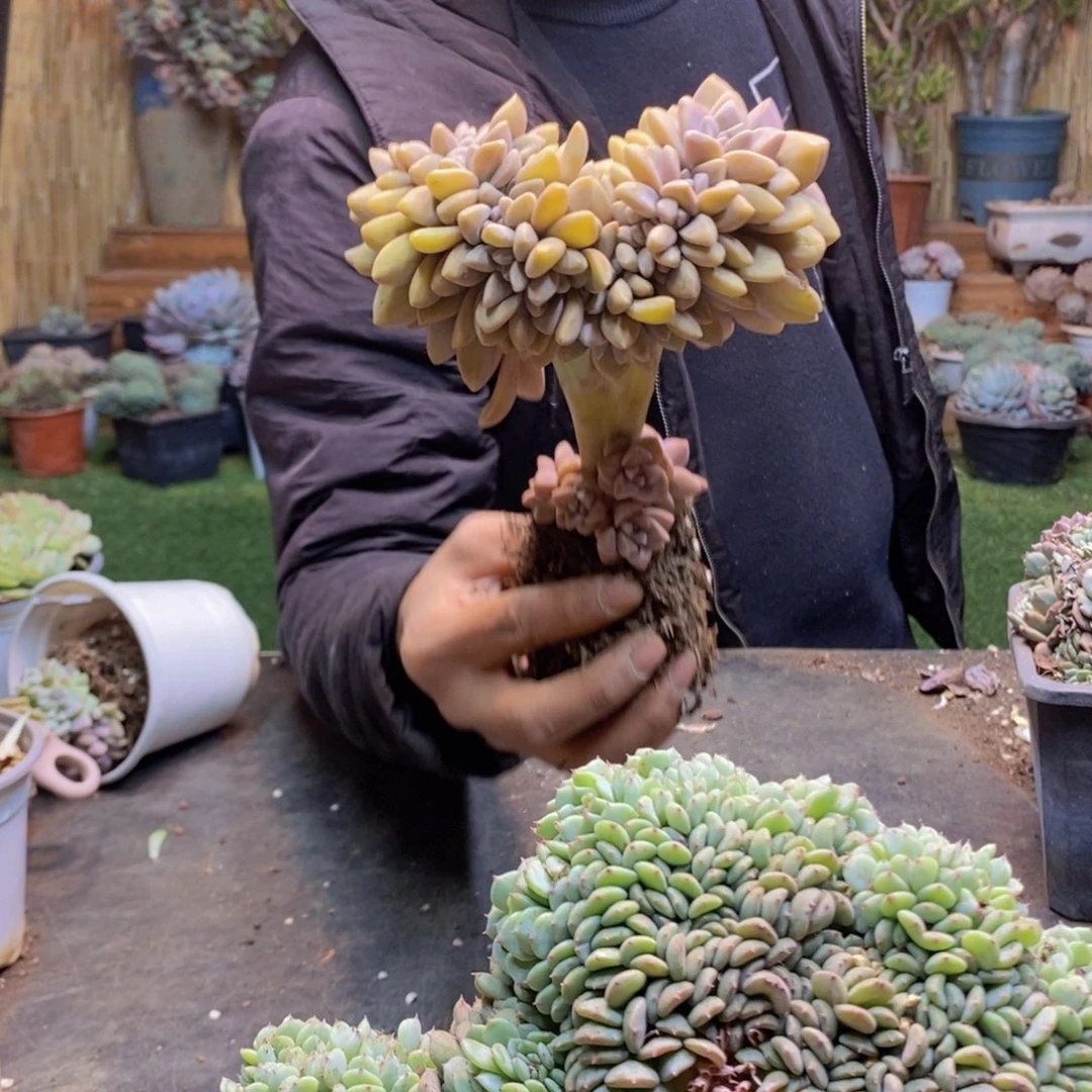 盘****?131号淡雪缀多肉