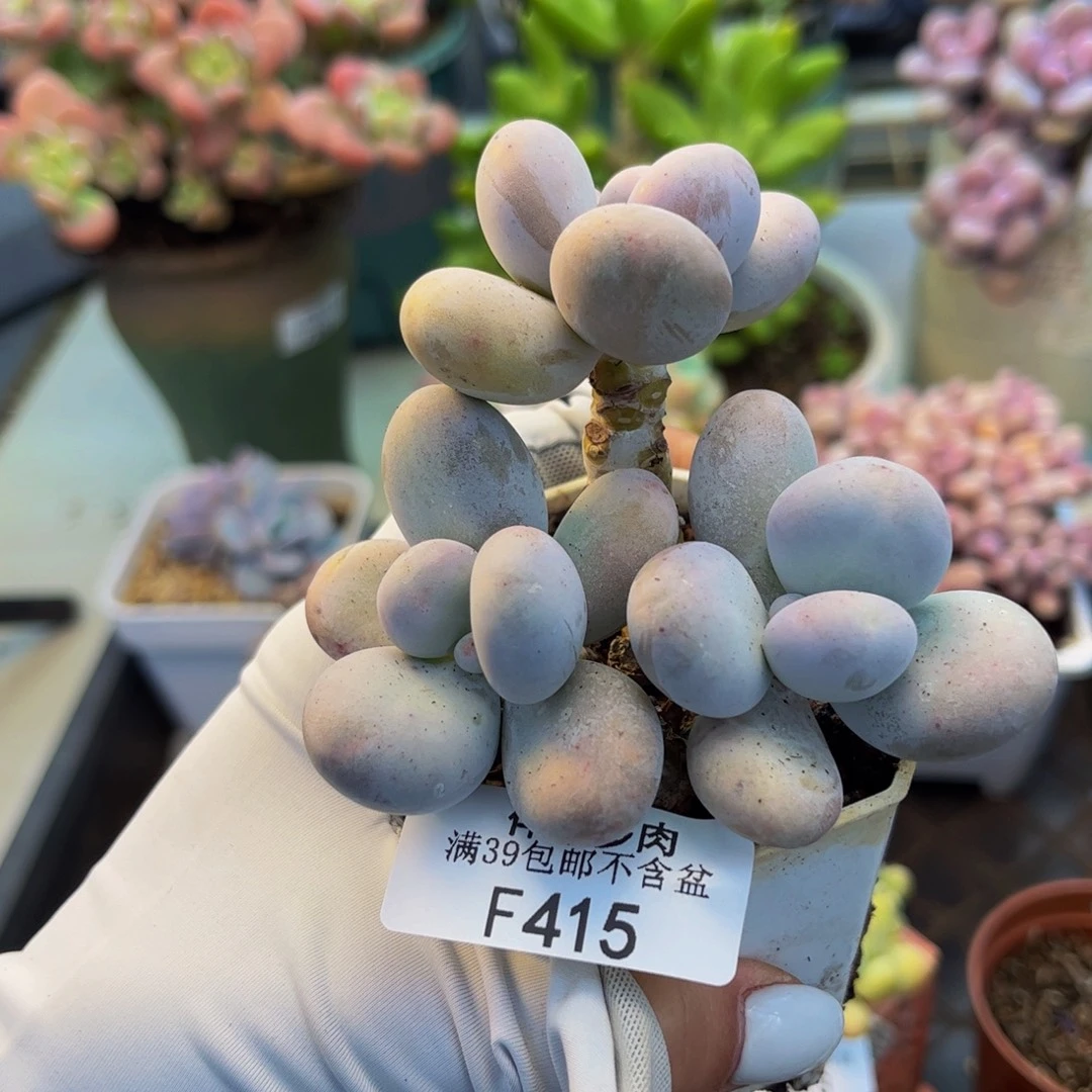 415-原始奶酪多肉7cm