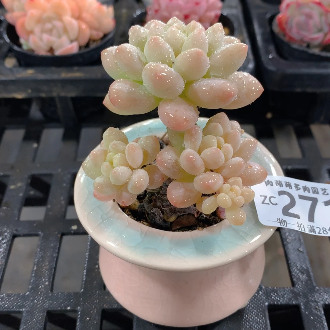肉萌萌拇指盆精控多肉ZC271