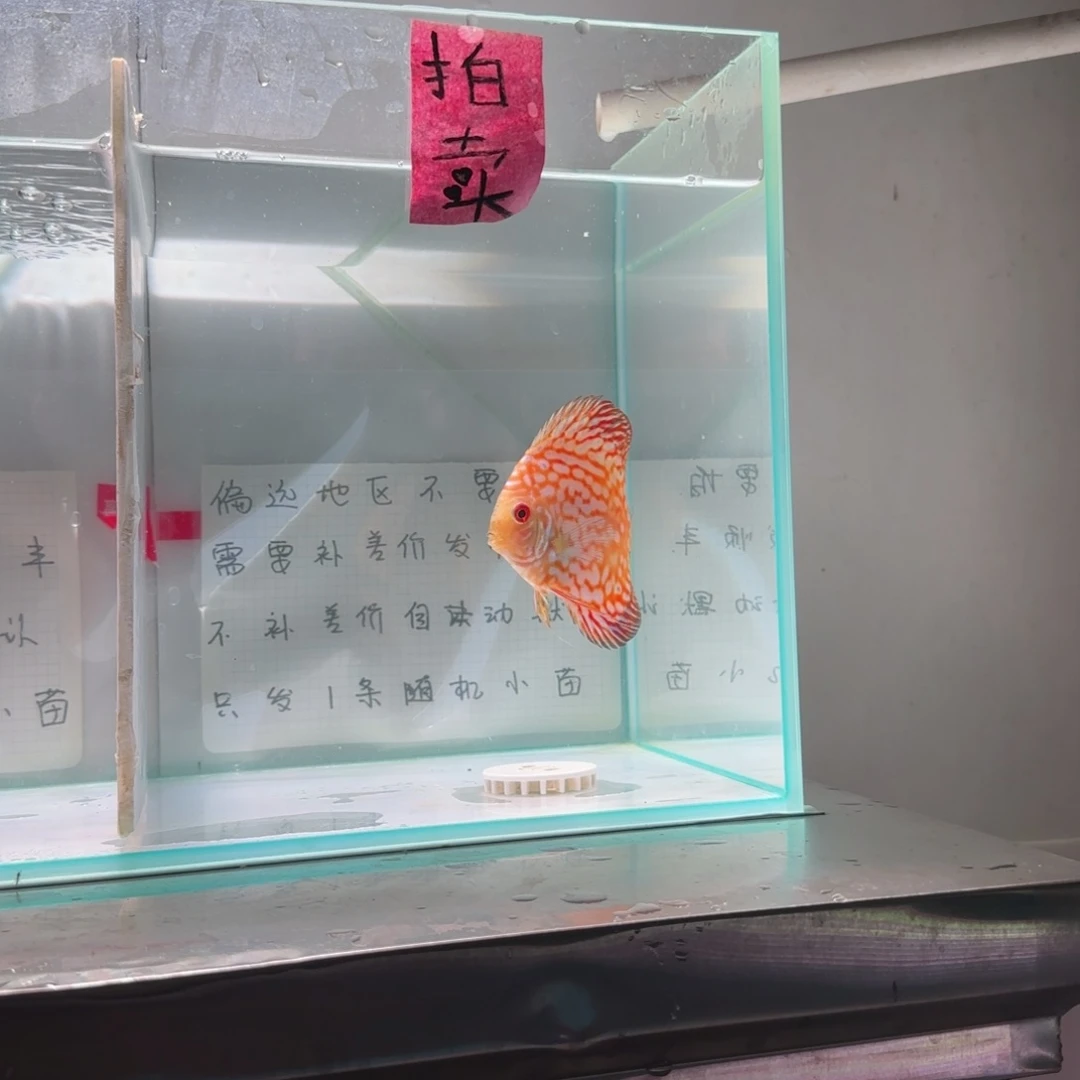 七彩神仙鱼七彩神仙鱼8-11