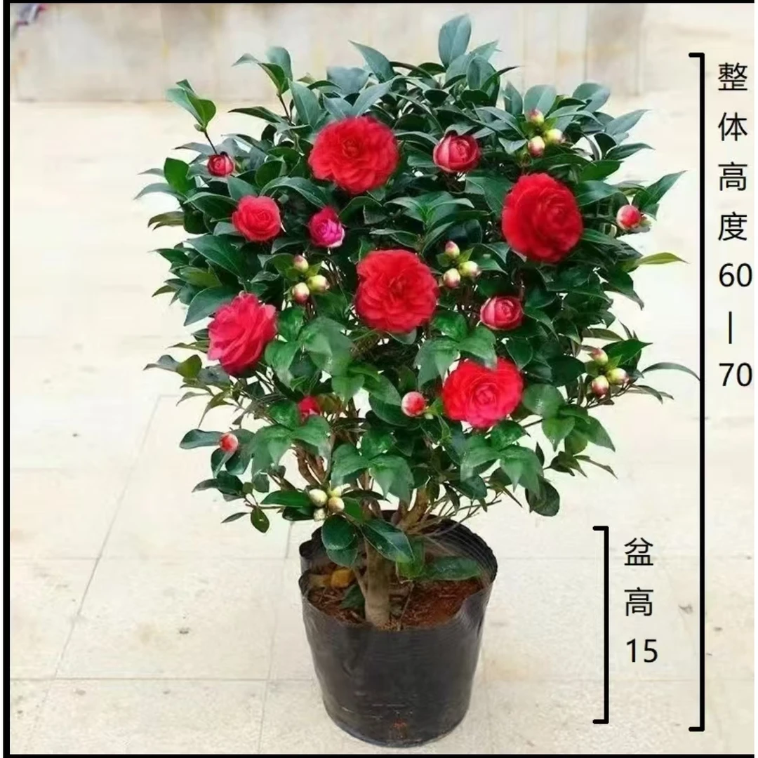 w【60-70cm】红赤丹茶花盆栽带白盆带花苞室内花卉四季阳台绿植