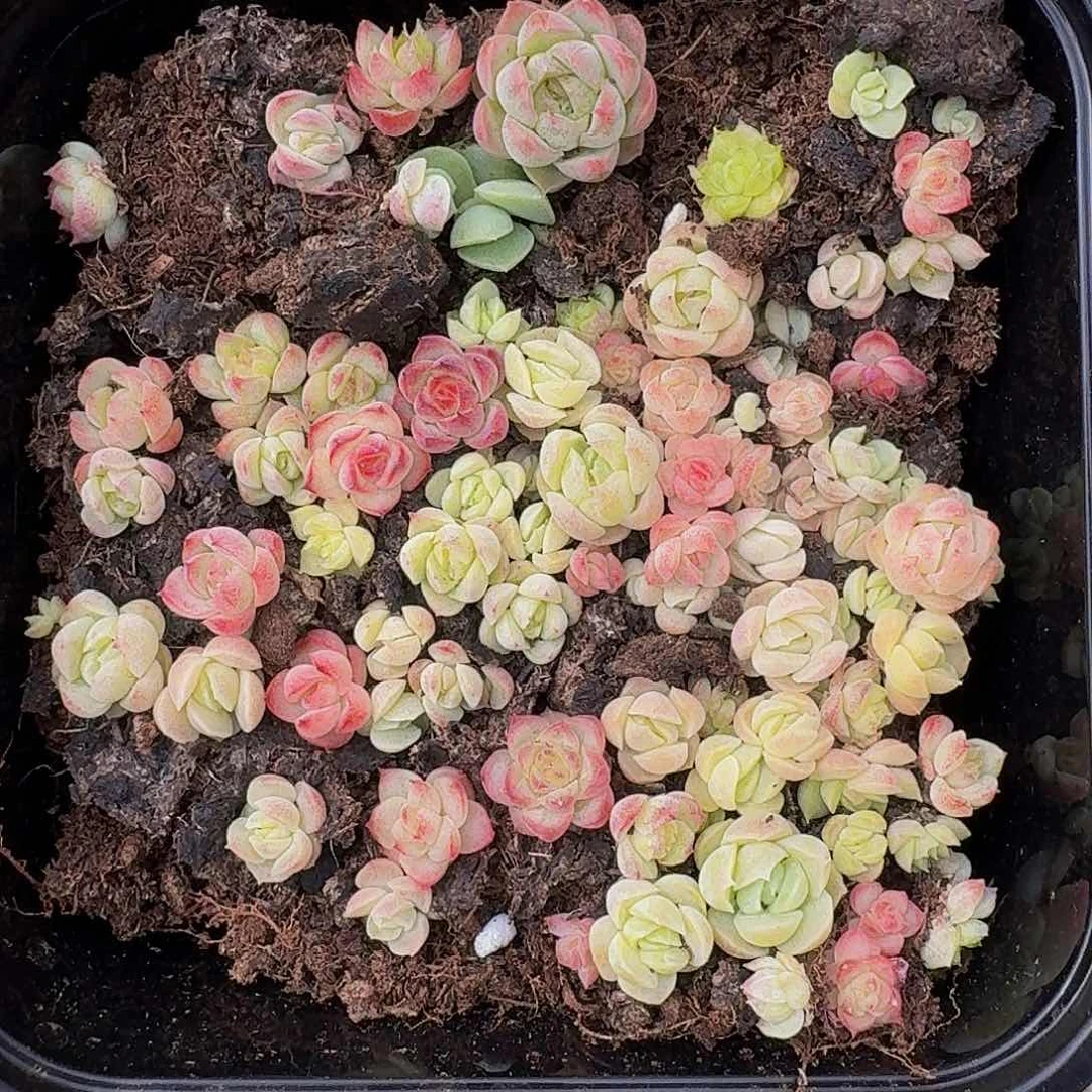 多肉植物多肉植物653