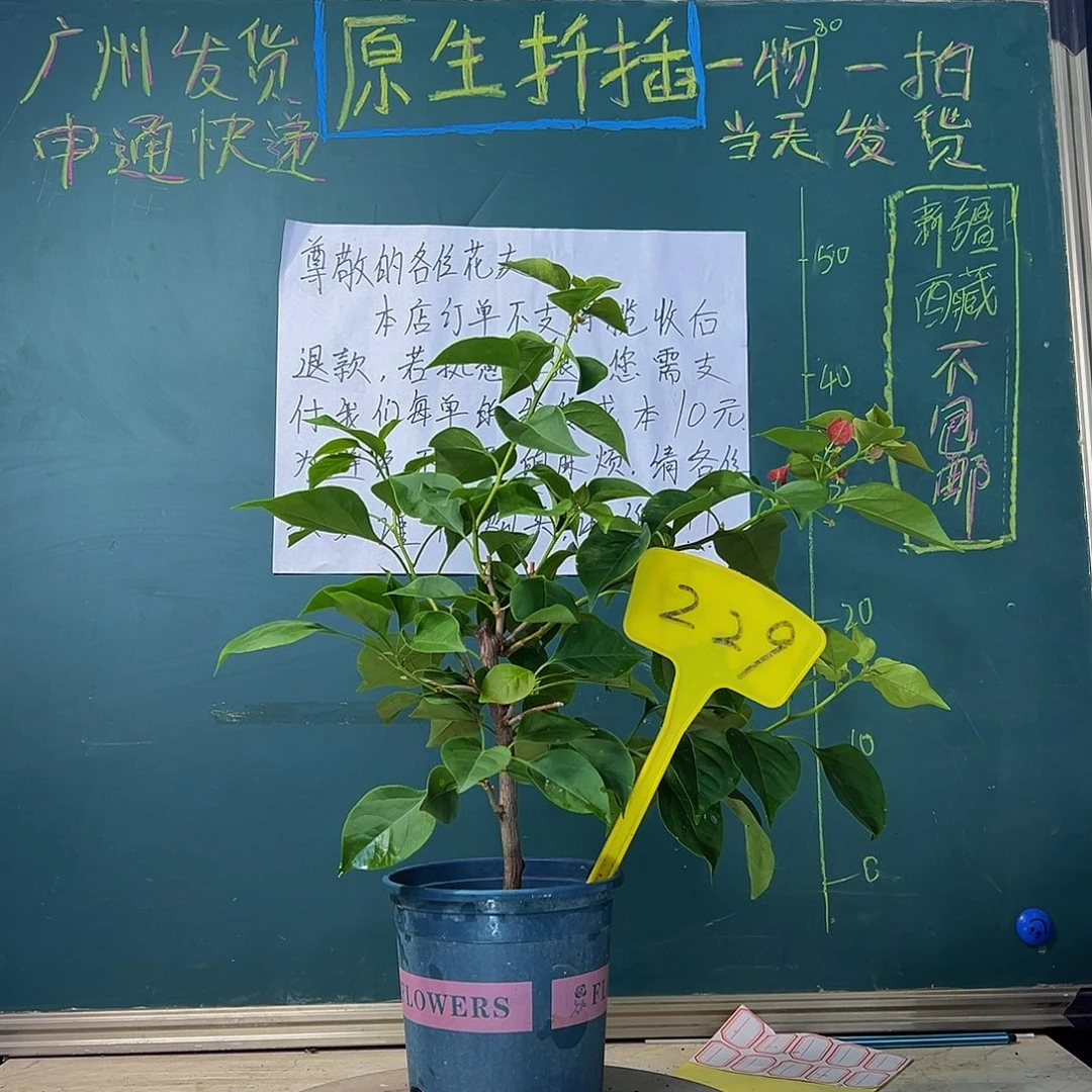 当前无花栽培后可以开花不甜西瓜 229