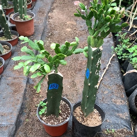 852+853嫁接蟹爪兰：索菲亚+红桑巴（柱子有斑）