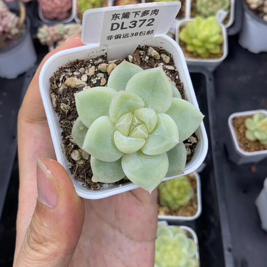 372东篱下多肉植物盆栽