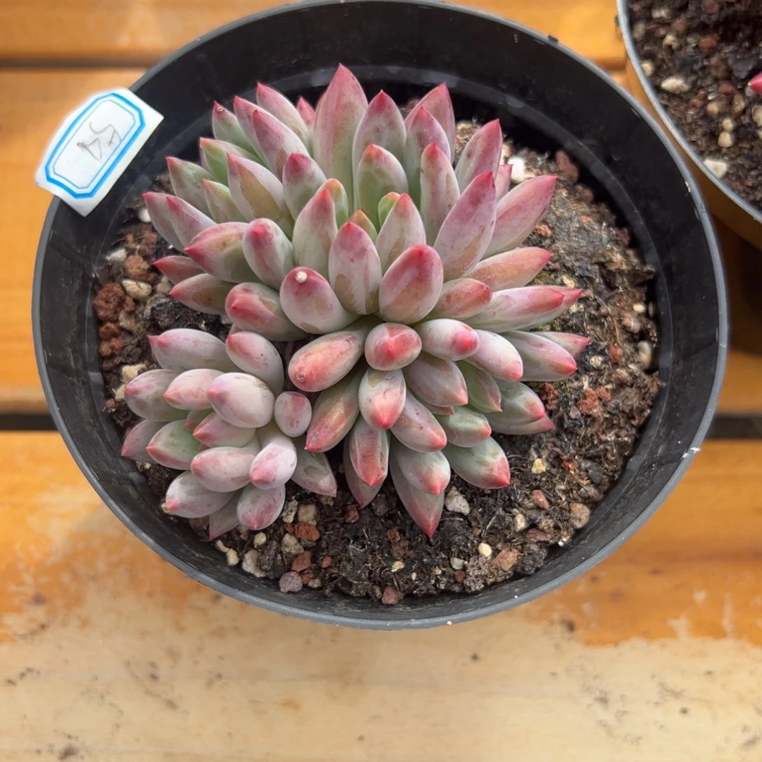 多肉植物多头虞美人