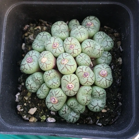 多肉肉锥 25头青姬