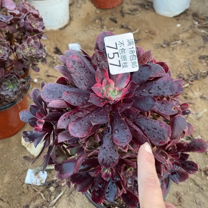 757蒙娜丽莎手捧1号