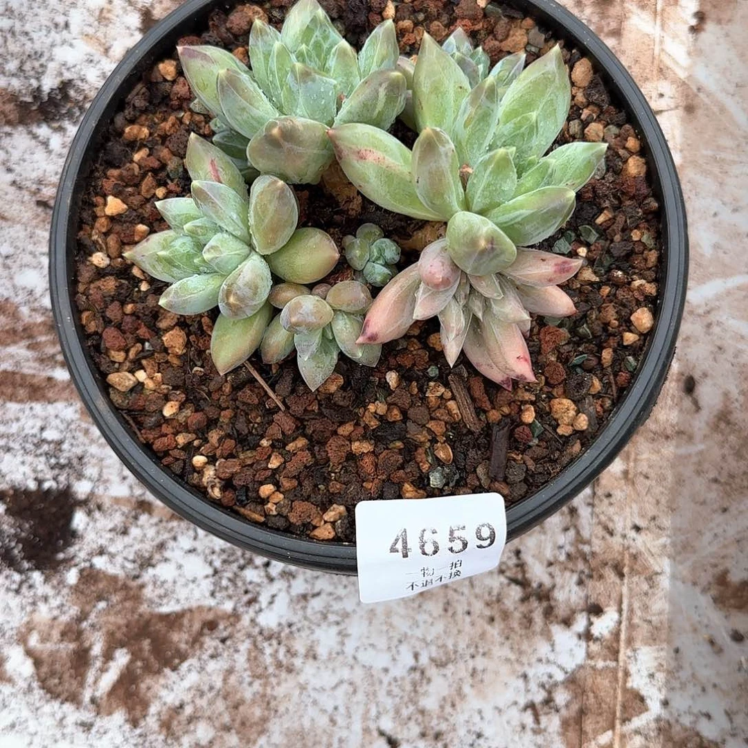 三**爱4659重楼多肉
