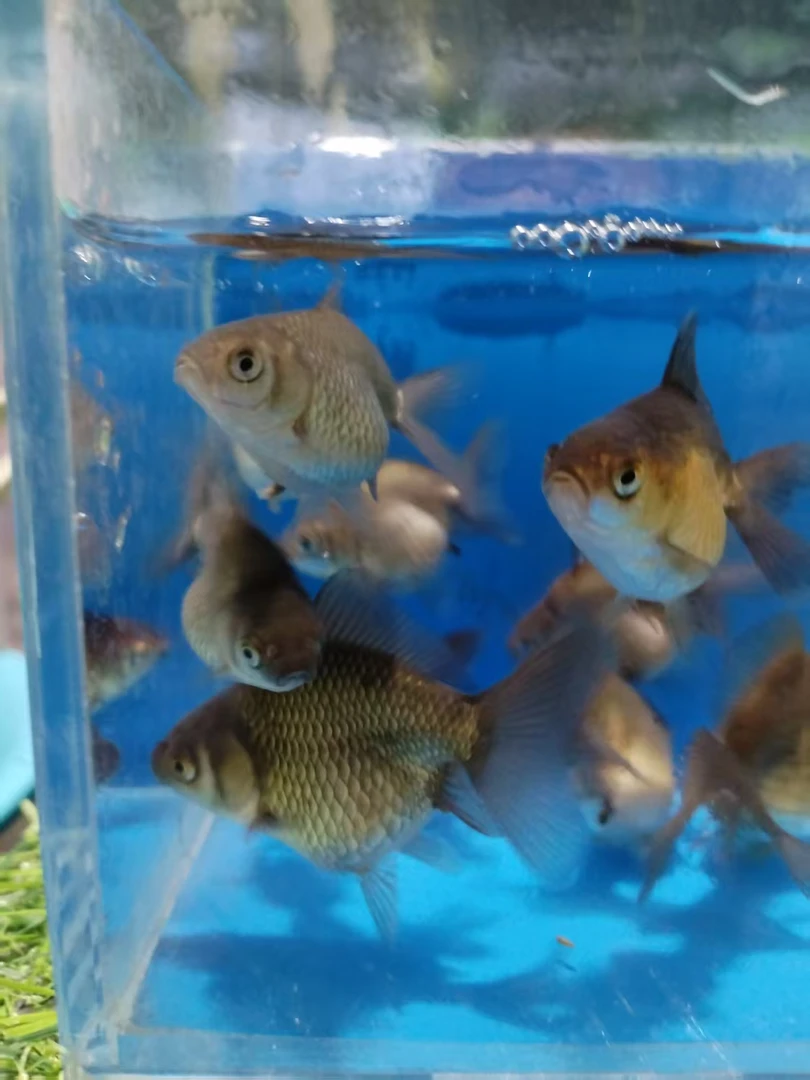 玛丽泰狮金鱼精选小苗4条送1条备损