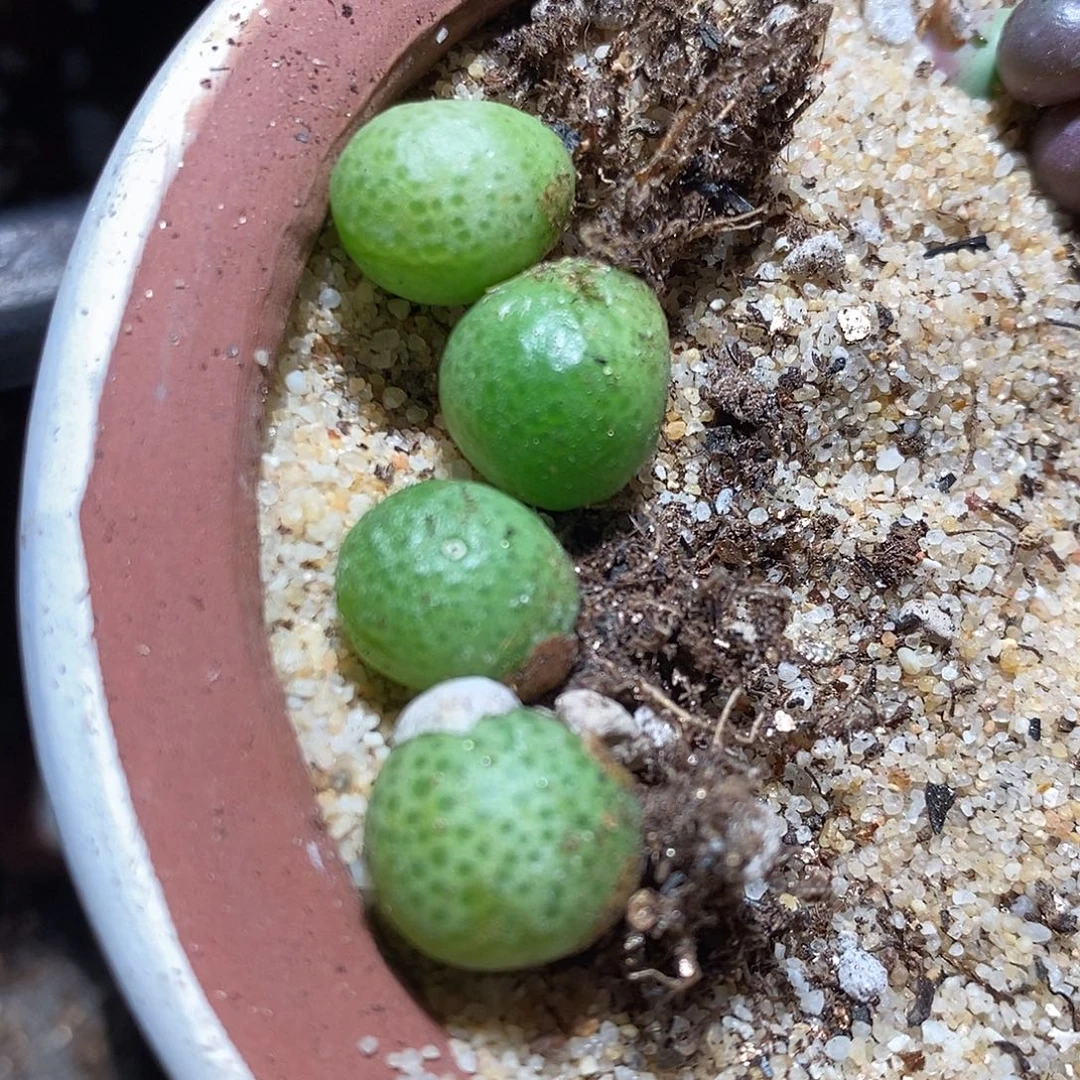 一颗单头玉米。