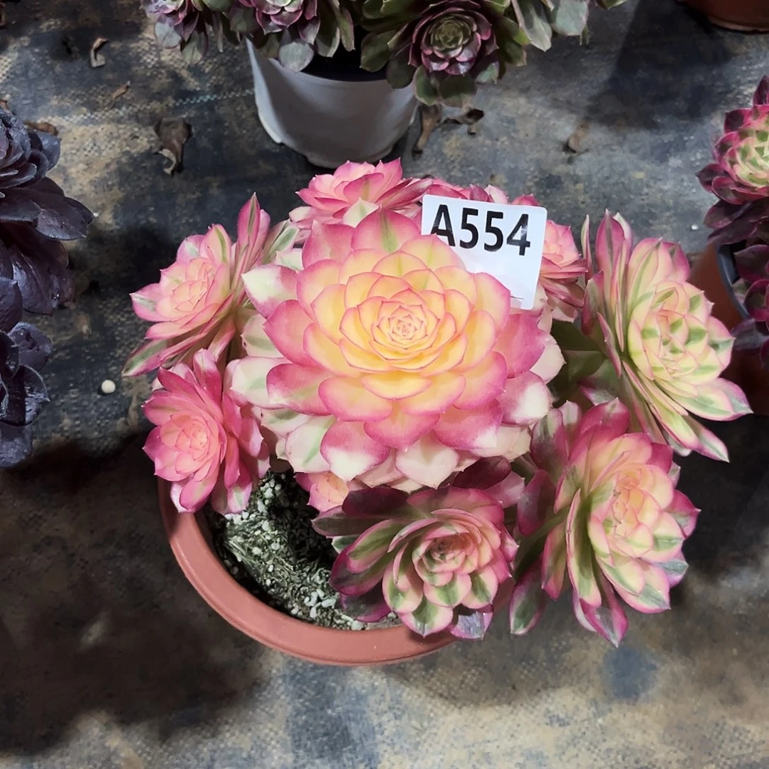 多肉植物倾城554多肉