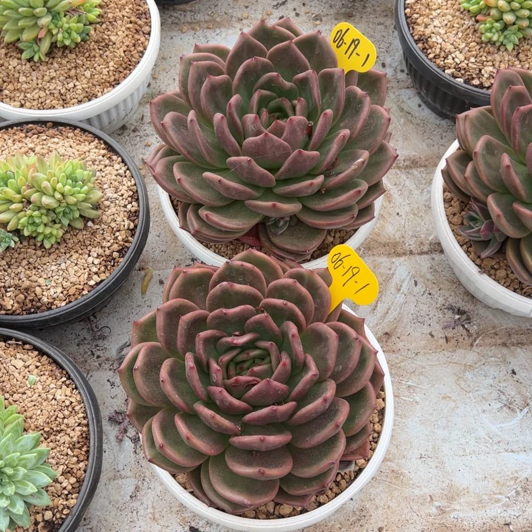 06-19-1两颗原始红钻石多肉植物