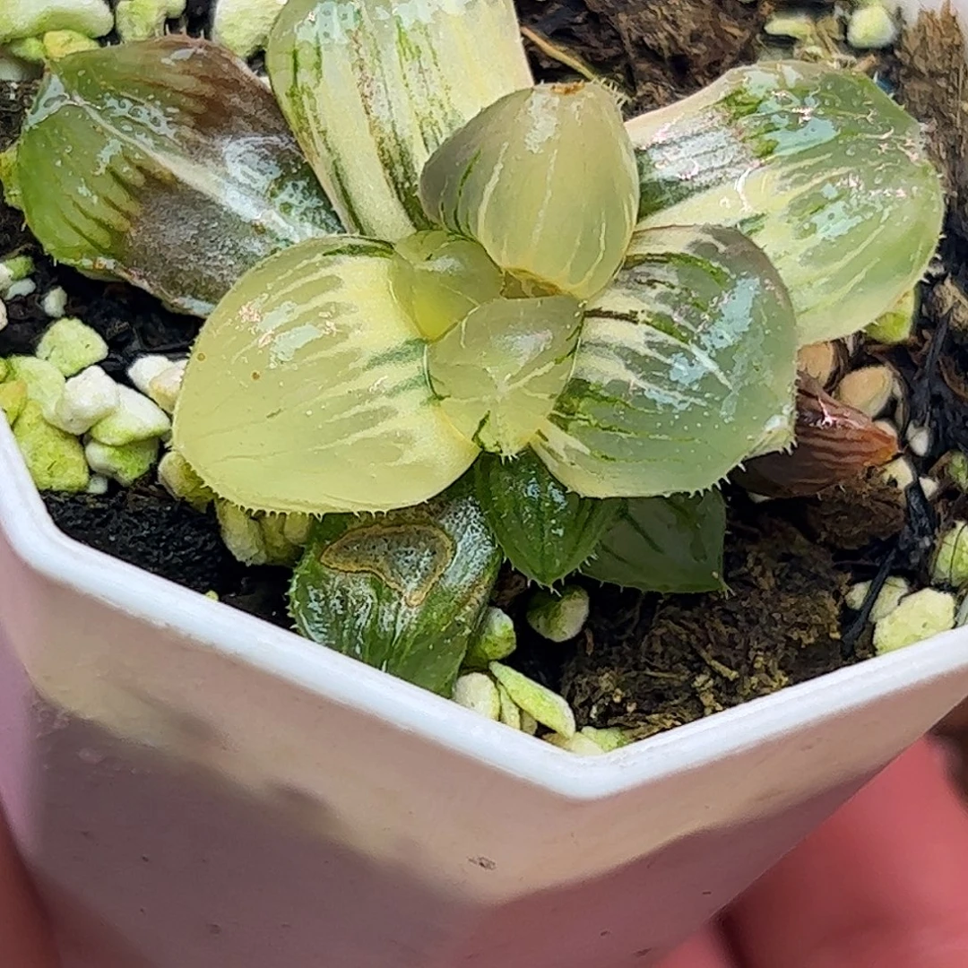 糯玉露锦十二卷多肉