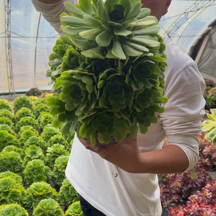 18.8绿玫瑰一棵包邮