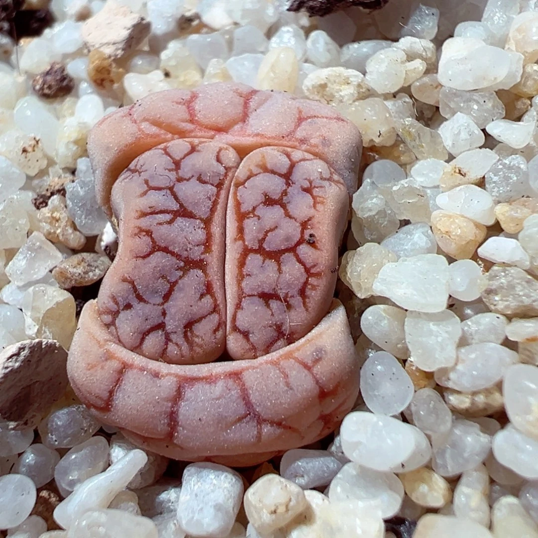 101-229多肉多肉变异189