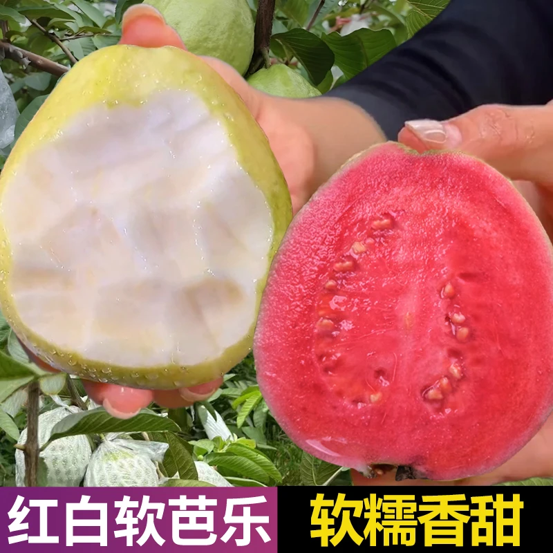 【红白混搭】广西红心芭乐果产地直发当季新鲜水果软香奶油番石榴