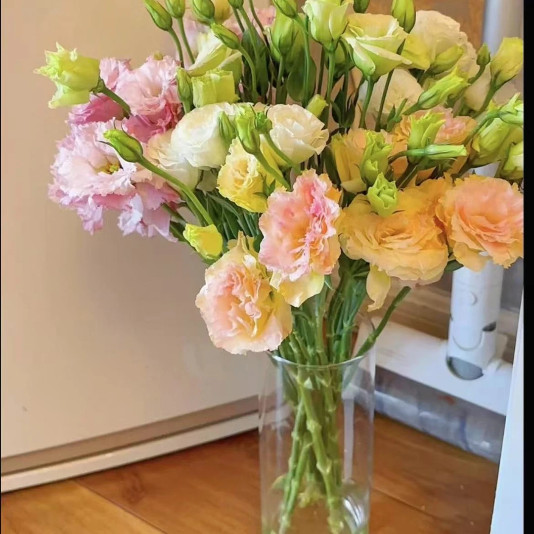 洋桔梗盆栽四季开花阳台庭院盆栽花卉