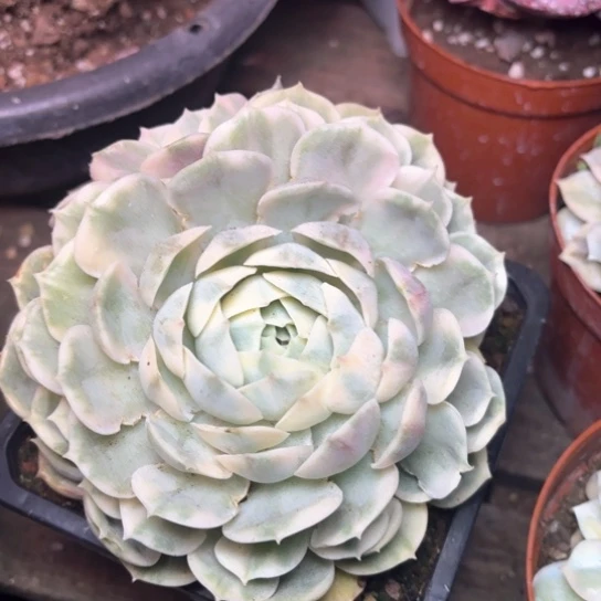 美**美多肉植物的植物