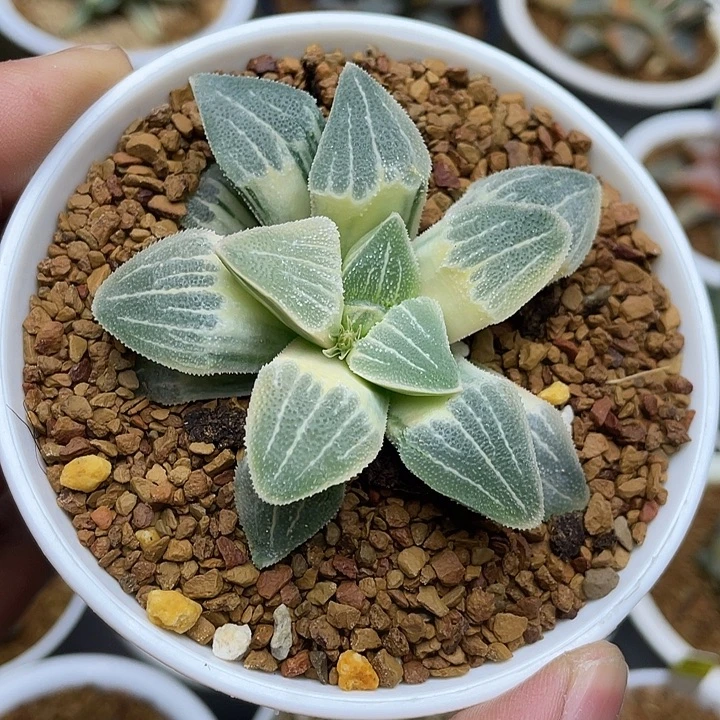 实生糊斑磨面锦十二卷