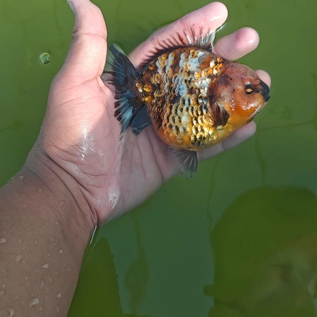 硬鳞麒麟泰狮金鱼将军