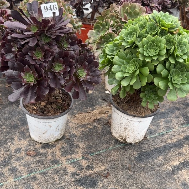 946绿杨蓉➕欧紫包邮。