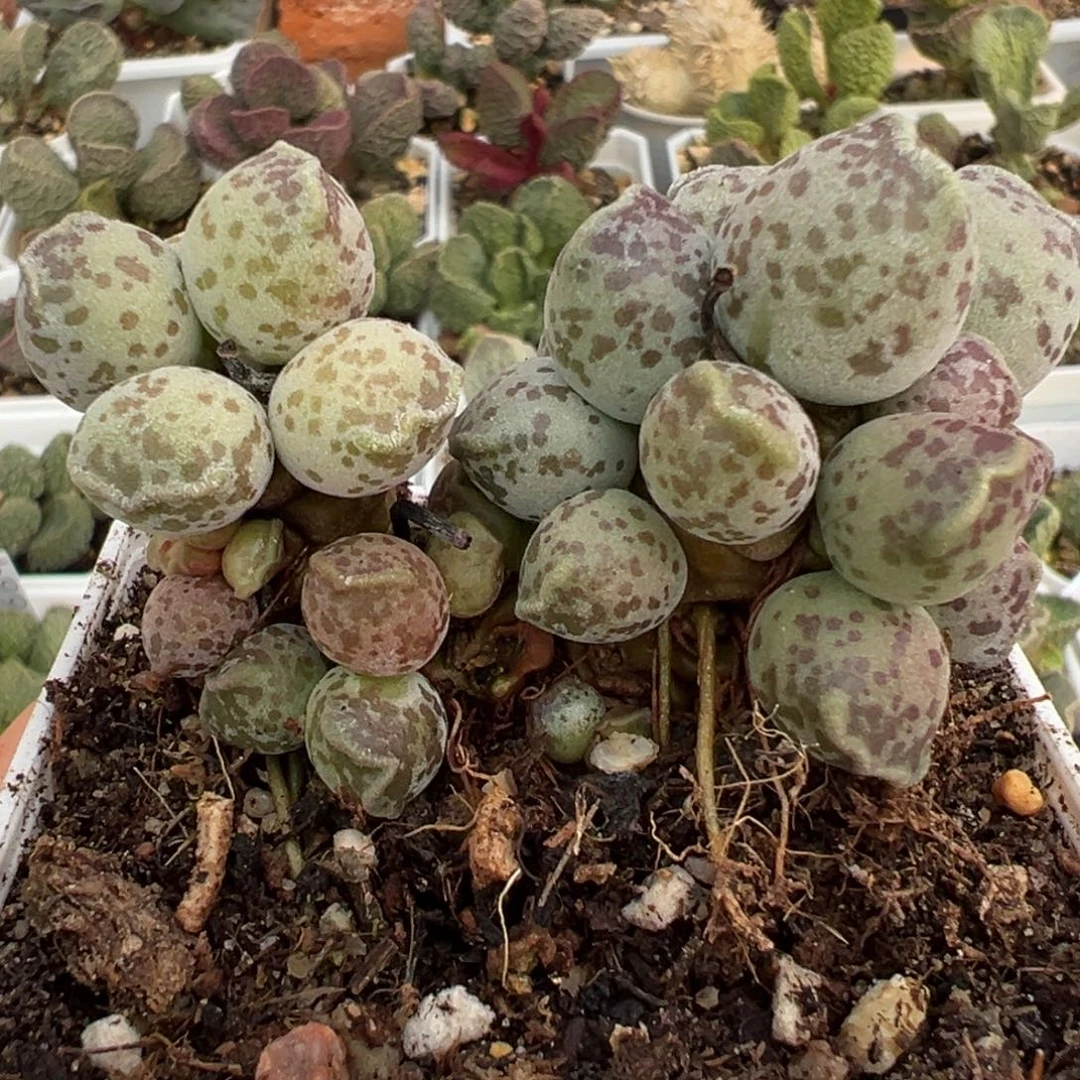 达摩海豹多头纯木质桩多肉植物