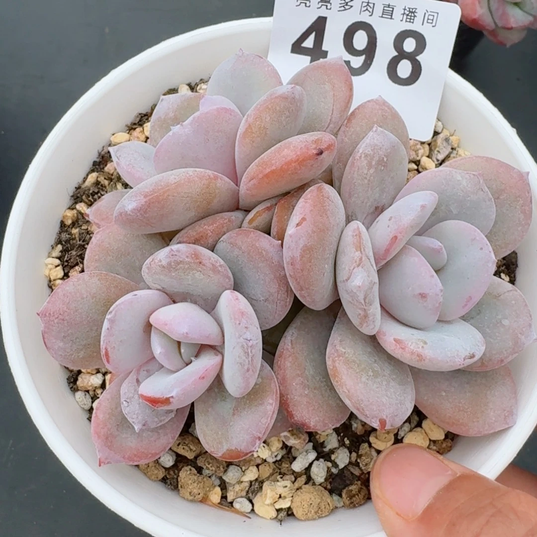 韩版奶茶            精美多肉植物
