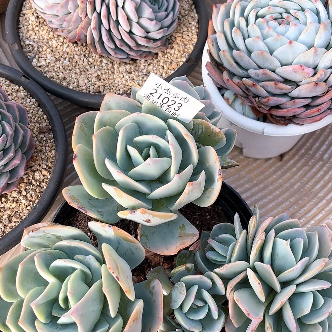 白凤小群生21023