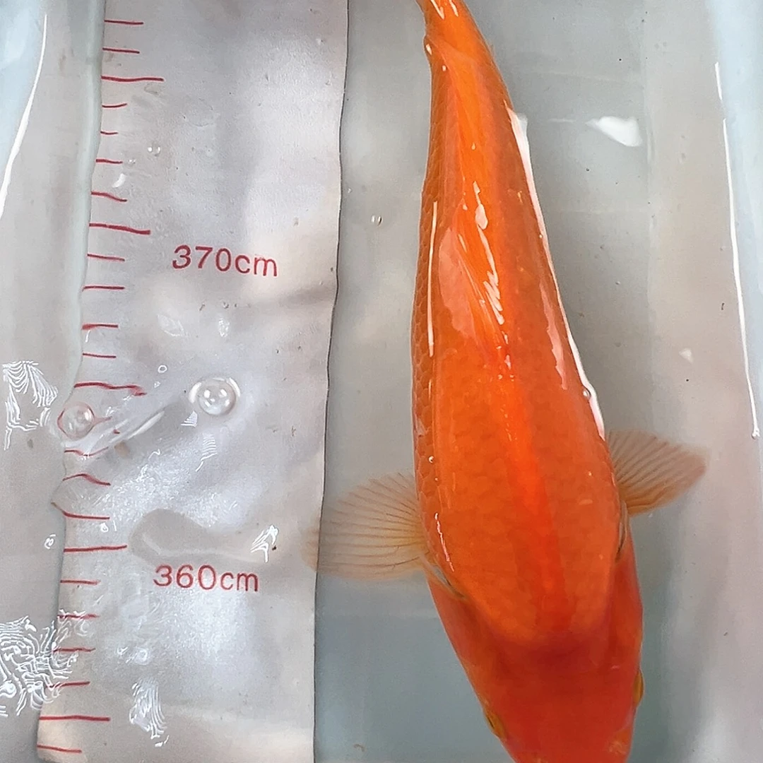 锦鲤鑫泓锦鲤养殖