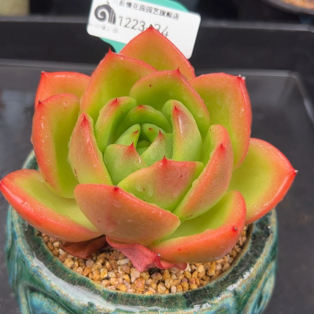 从前慢花园多肉编号1223-34