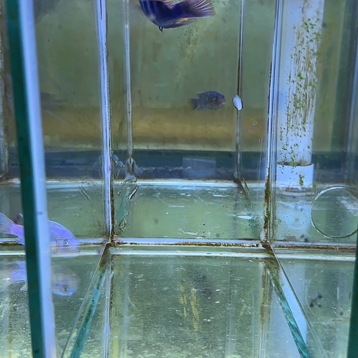 ****长海水鱼291号111111111