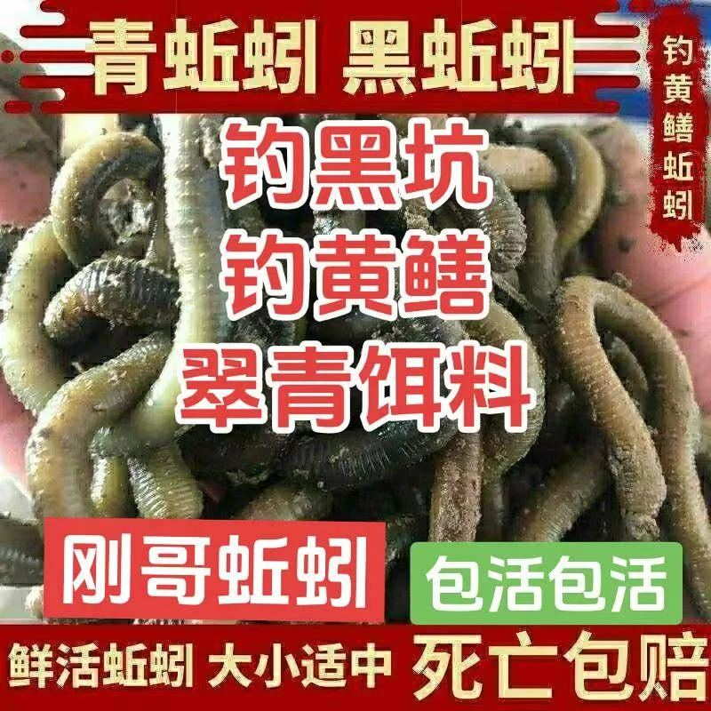 鲜活青蚯蚓黑蚯蚓活体钓黄鳝钓鱼野生特大臭蚯蚓活饵