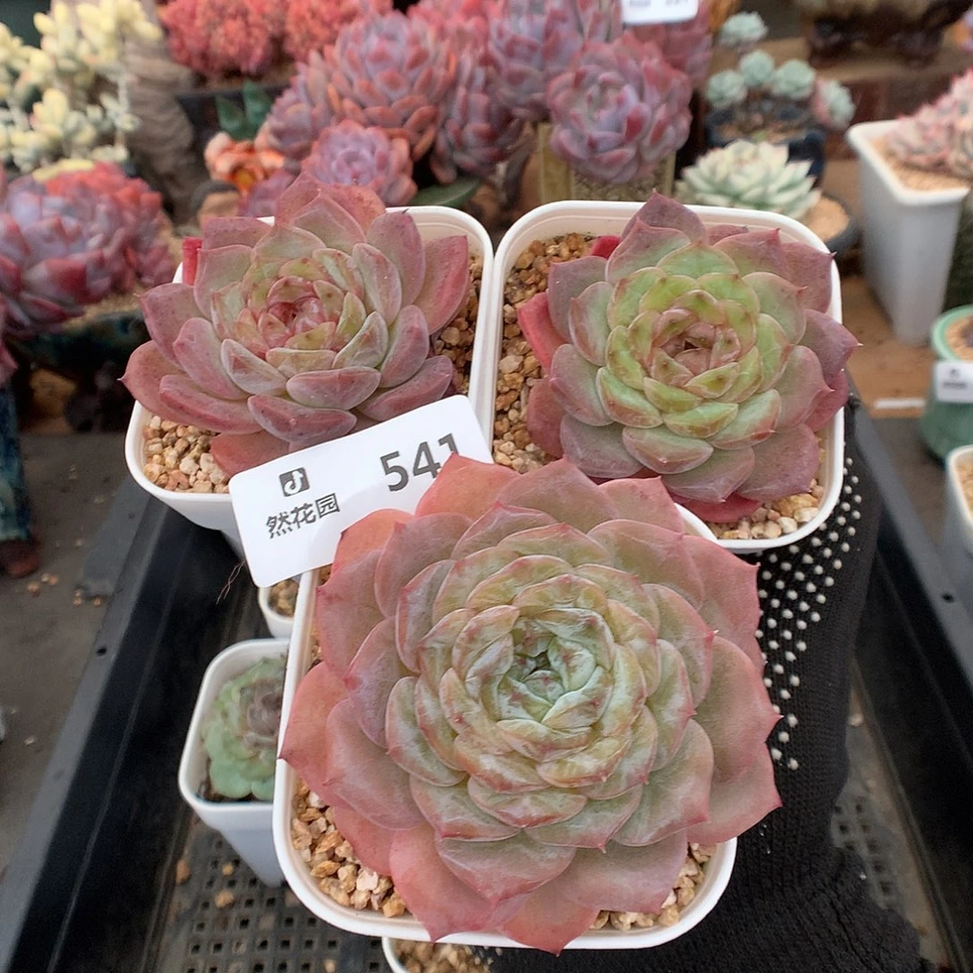 541糖心3颗多肉植物6666