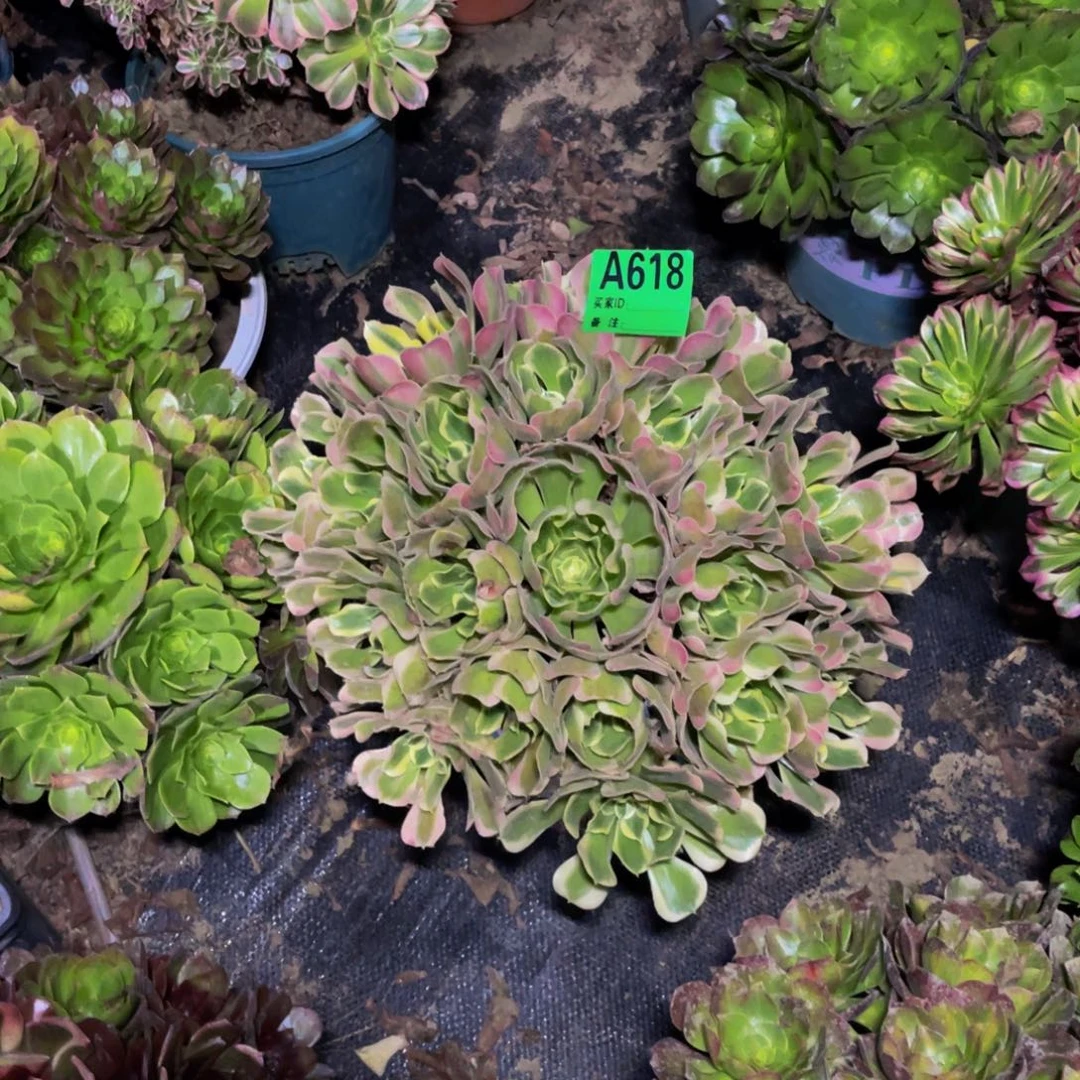 白凤法师朵朵1-12