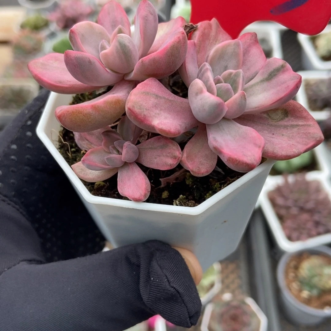 833彩虹糖锦多肉植物