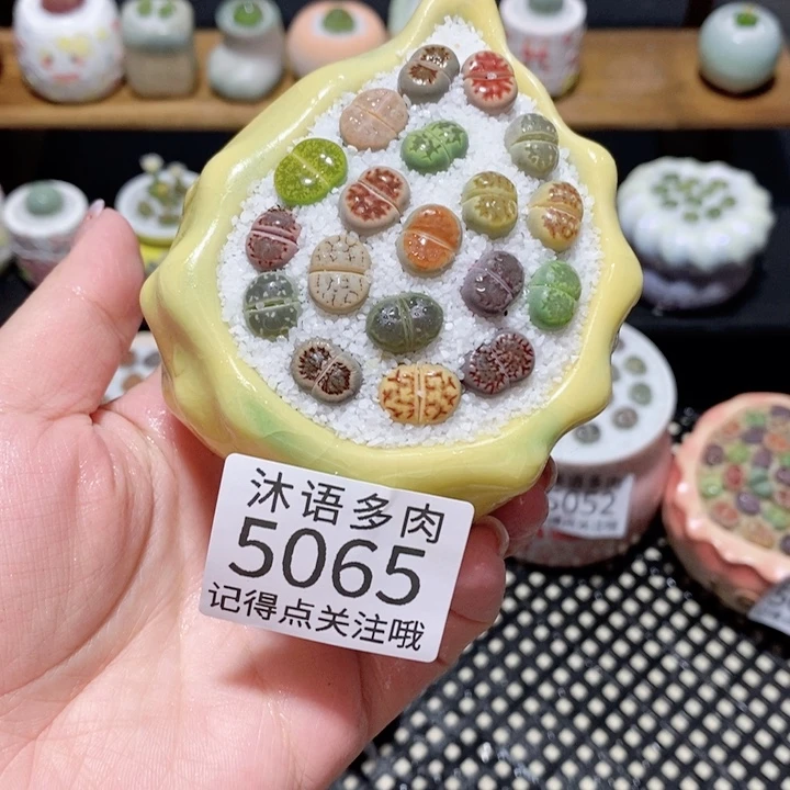 土植物 一物一拍5065