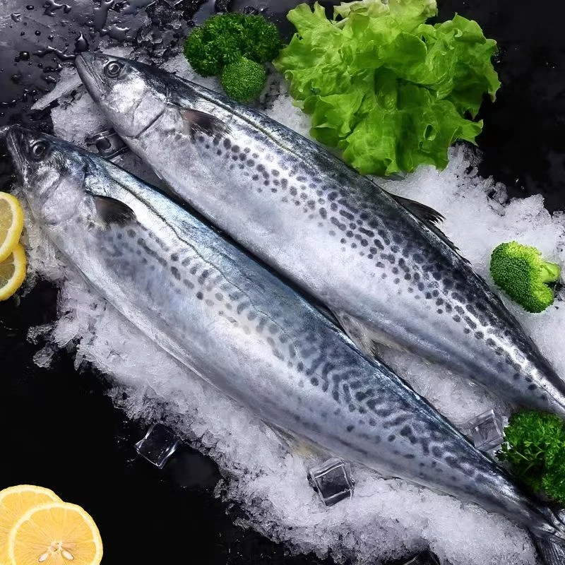 年货节马鲛鱼鲜冻燕尾鲅鱼净重无冰整条发货单条1.1-1.5