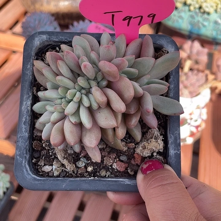 桃花源缀化多肉植物
