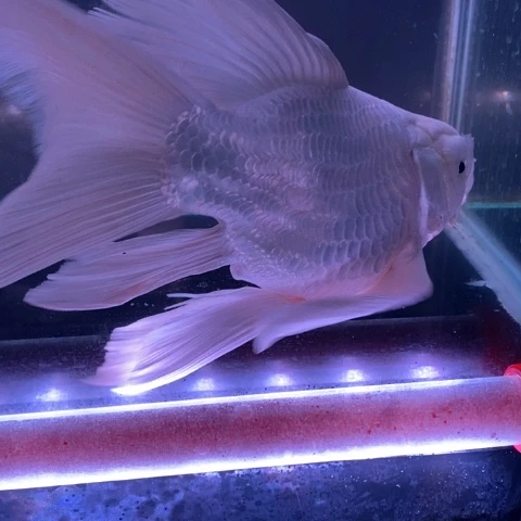 狮头鱼观赏鱼蝴蝶鲤球一条