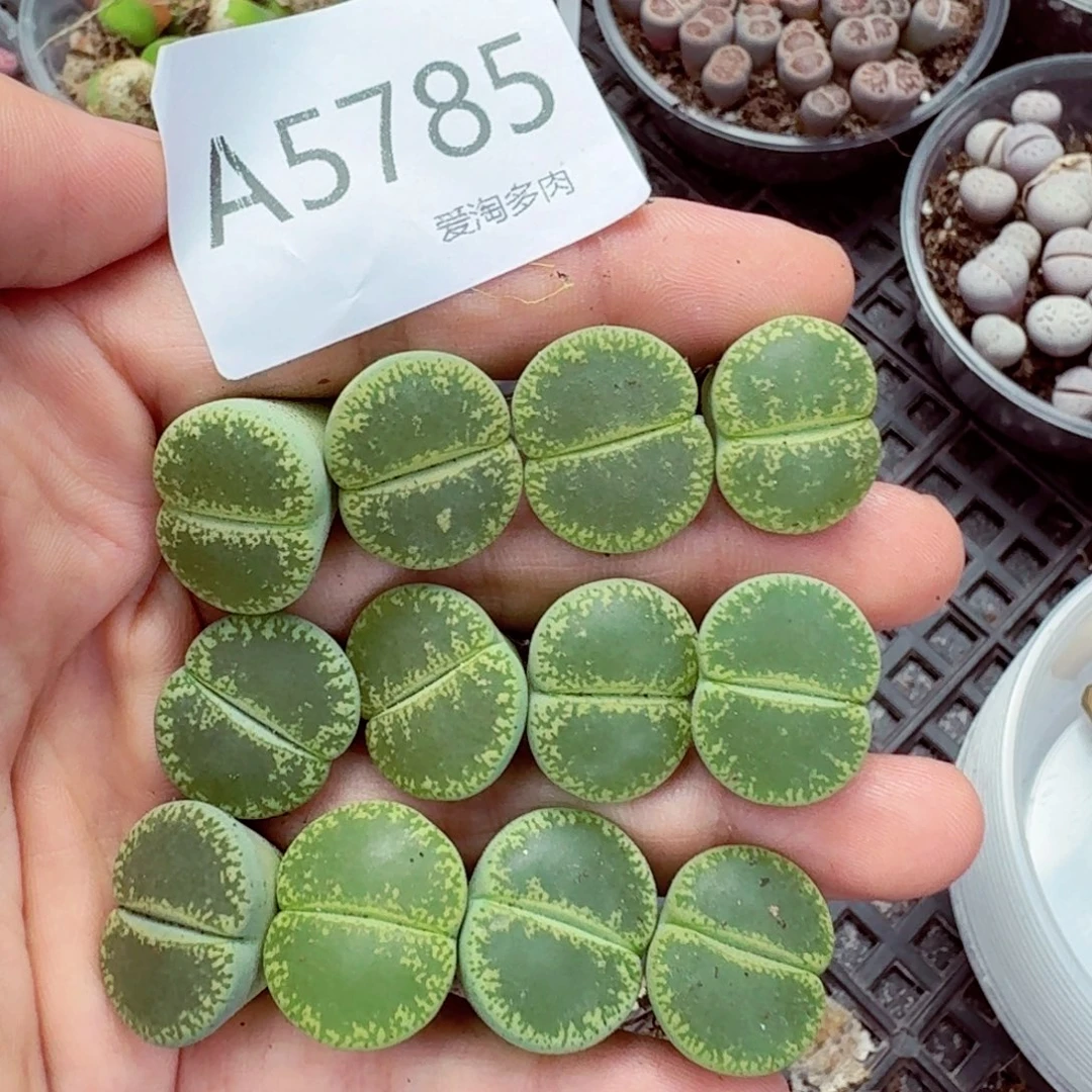 5785—生石花 生石花