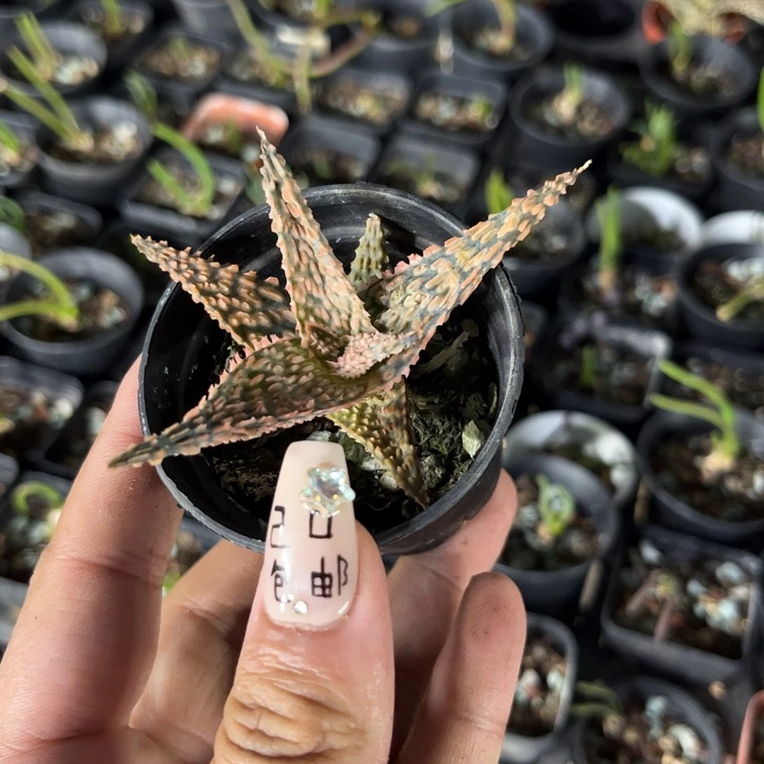 超级芦荟单头发货单头