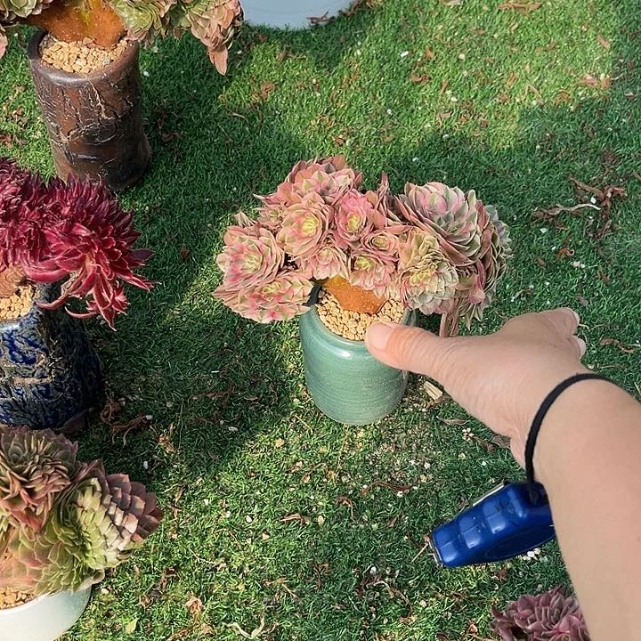 海***、冠幅18厘米左右脱土裸根发货