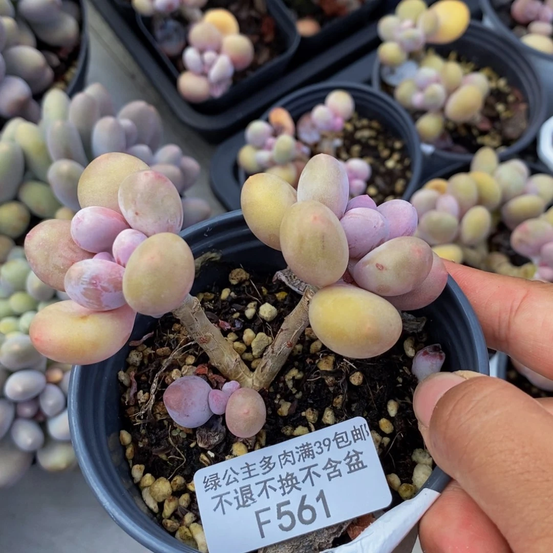 561蛋黄奶多肉5c m