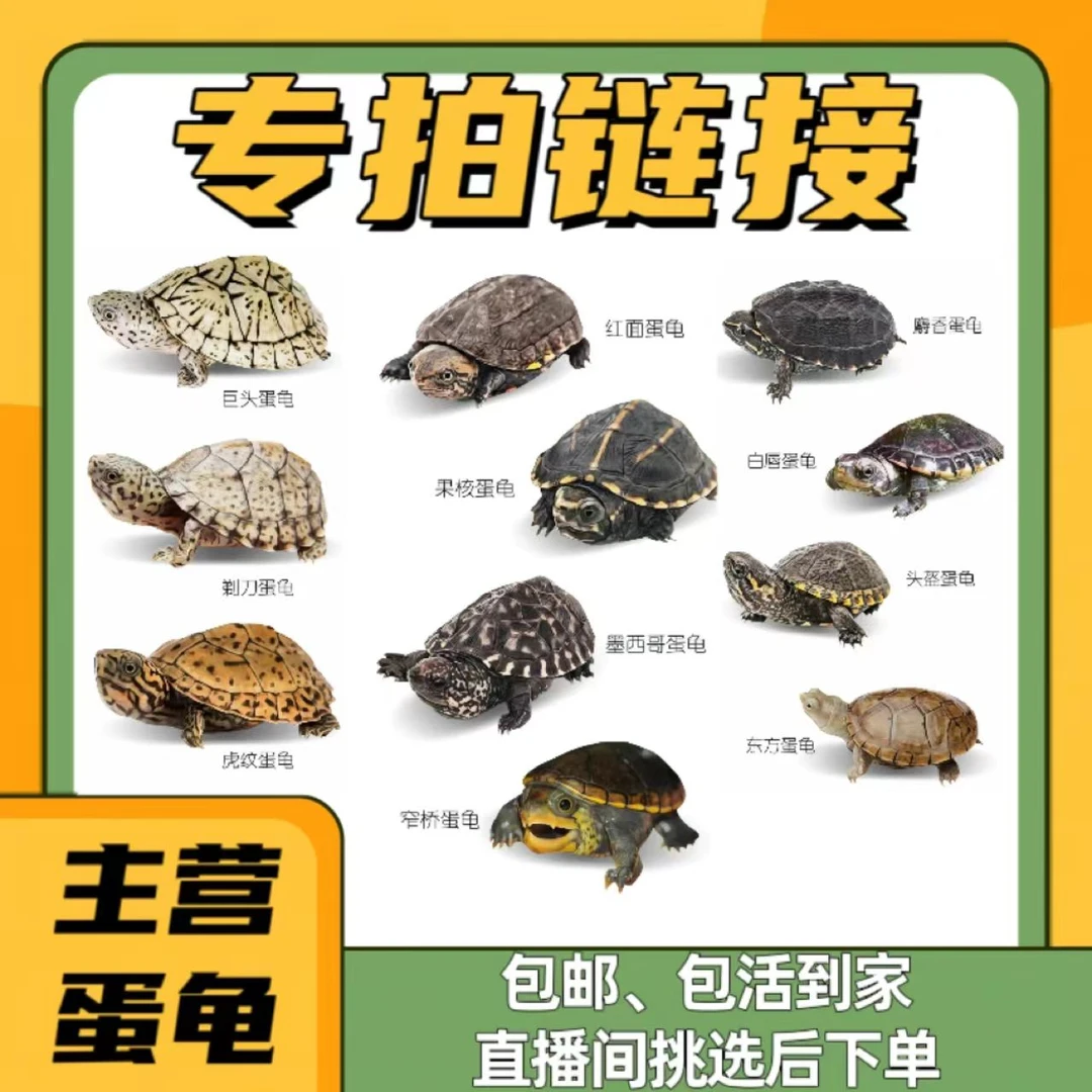 麝香龟蛋龟直播间专属链接